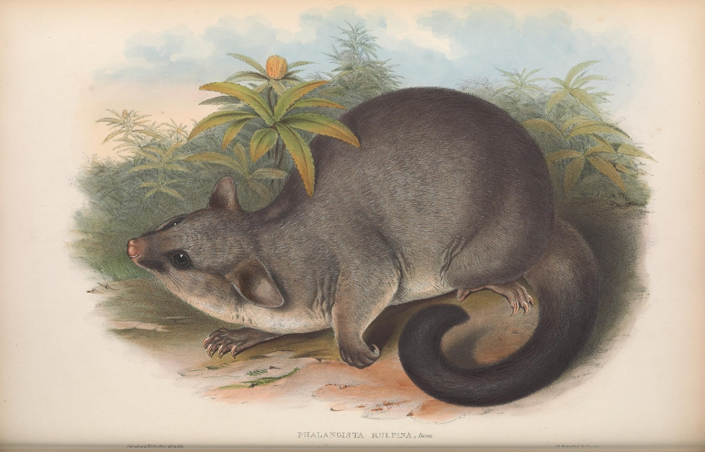 A colored lithographic image of a possum among ground cover.